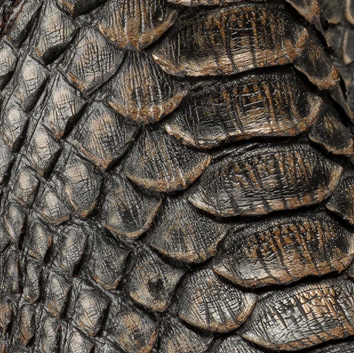 Joe Boots Phyton Snakeskin Print Square Toe Ankle Western Boots – Gold - OriginalWestern.com